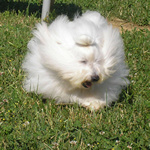 COTON DE TULEAR